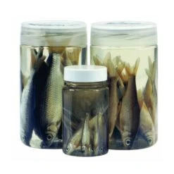 Albatros Aasvisjes Voorn