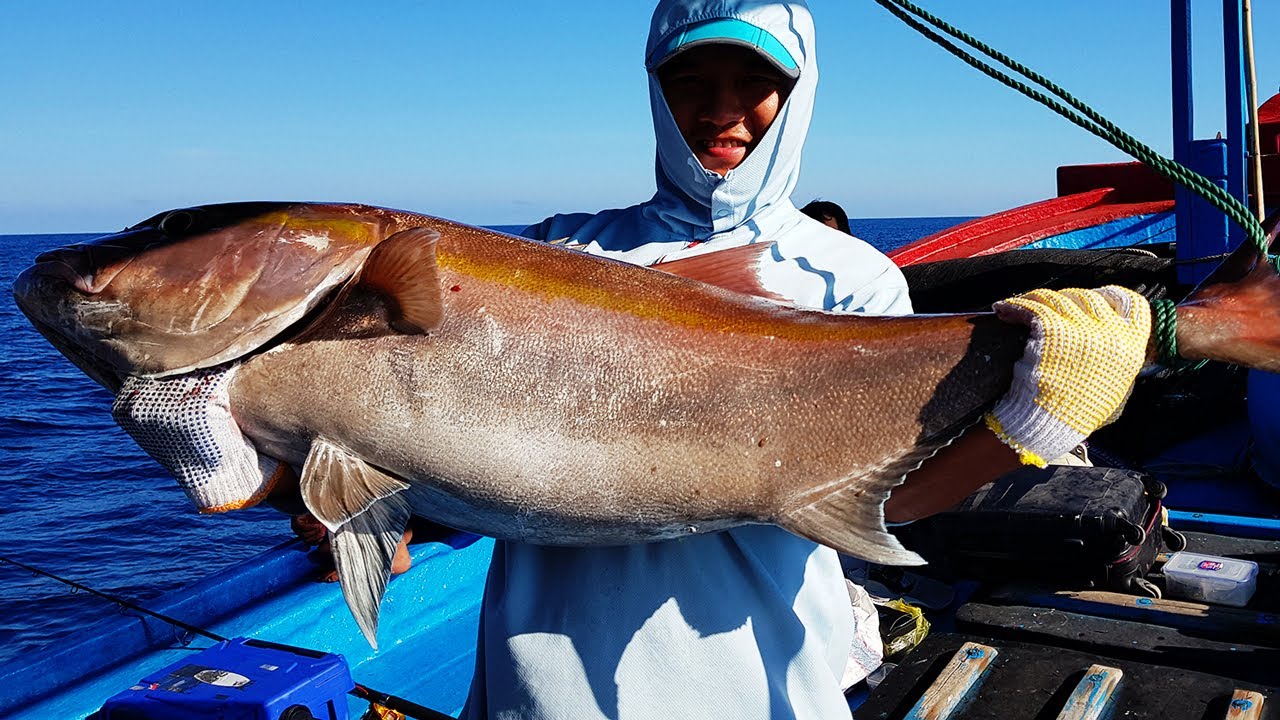 Fox Verkoopwinkel 2 Fox Verkoopwinkel -Fox Verkoopwinkel maxresdefault 1